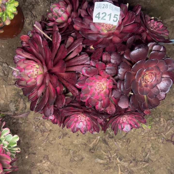 4215紫霞多肉植物