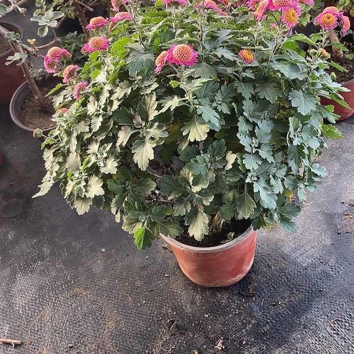 Ö***ᐝ80菊花菊花菊花菊花