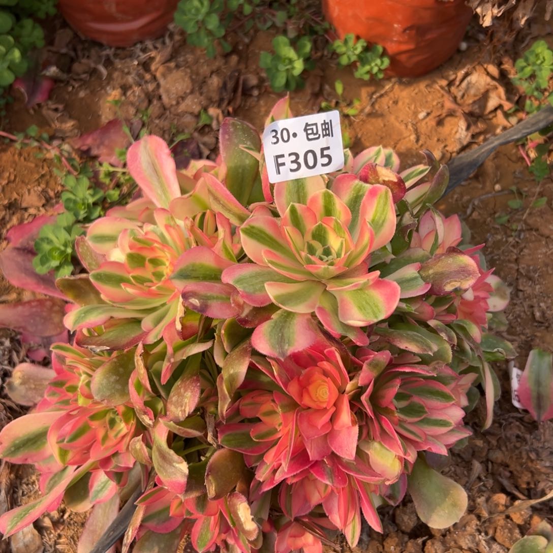 305香妃多肉法师