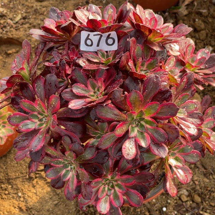无花朵676多肉植物丽娜