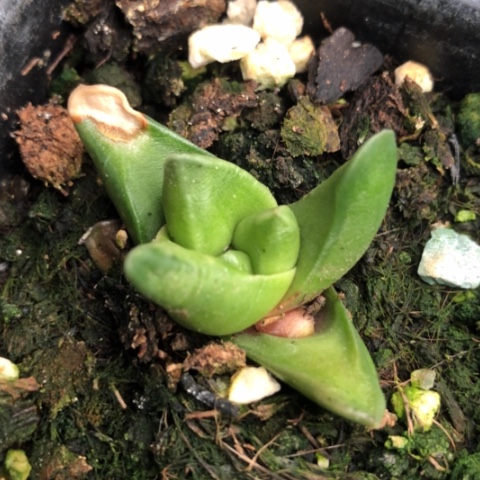 顿叶风车旋转硬叶有伤