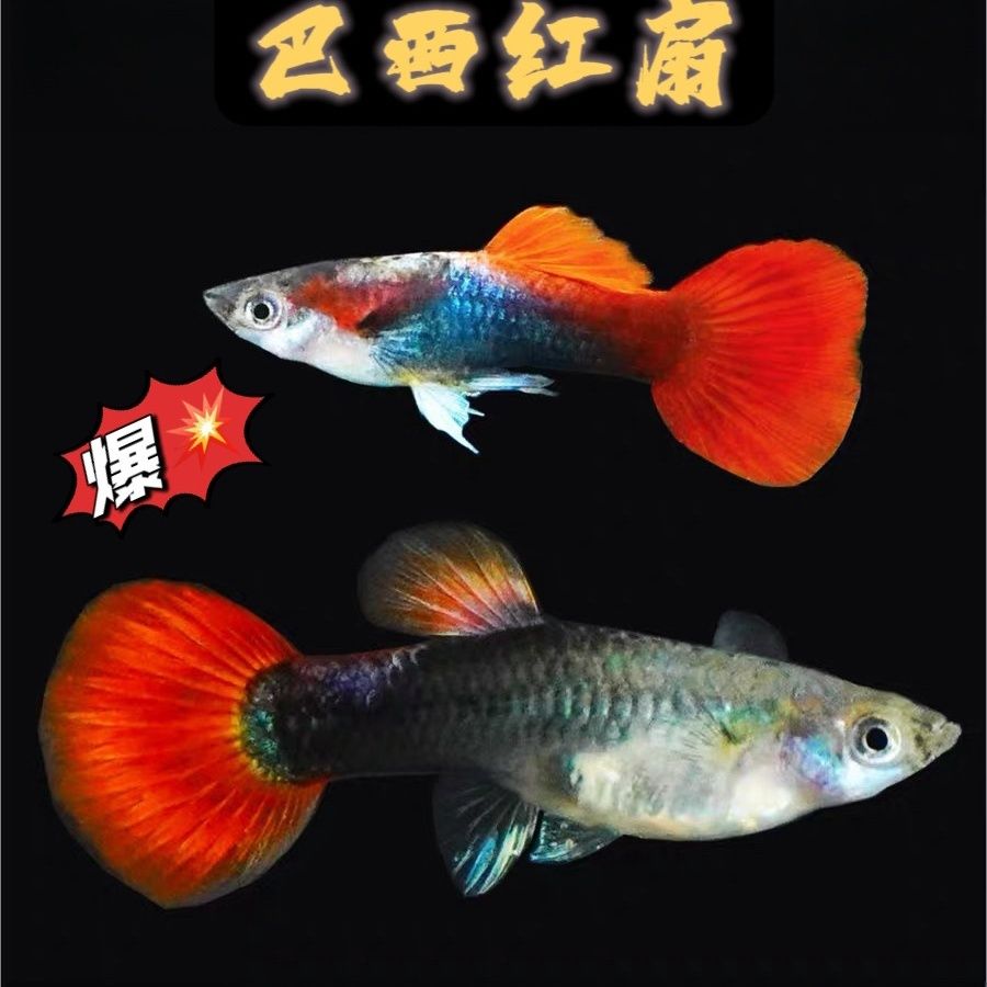 巴西红扇孔雀鱼热带鱼2-3厘米耐活