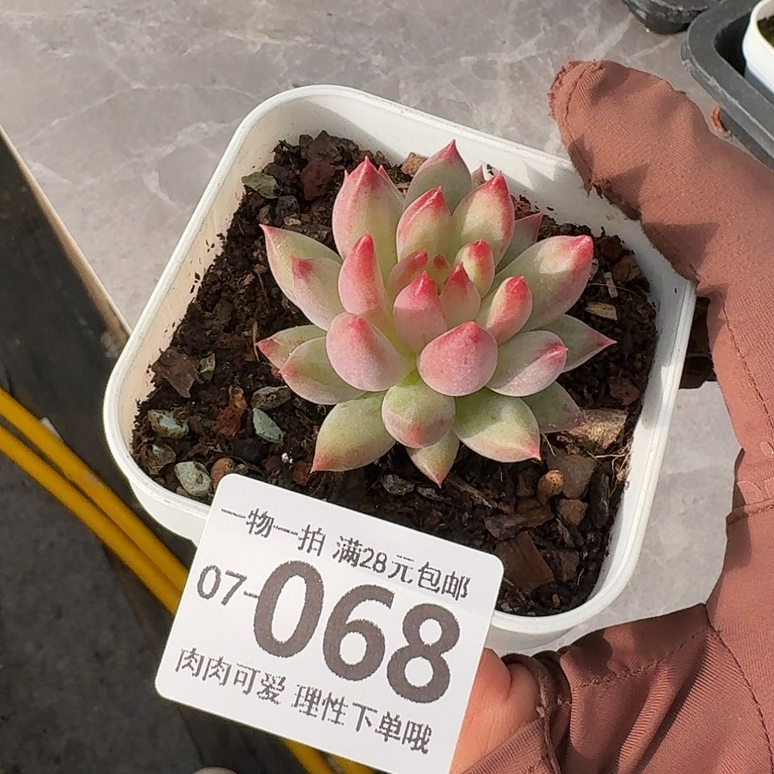 虞美人多肉多肉无盆土发货无盆