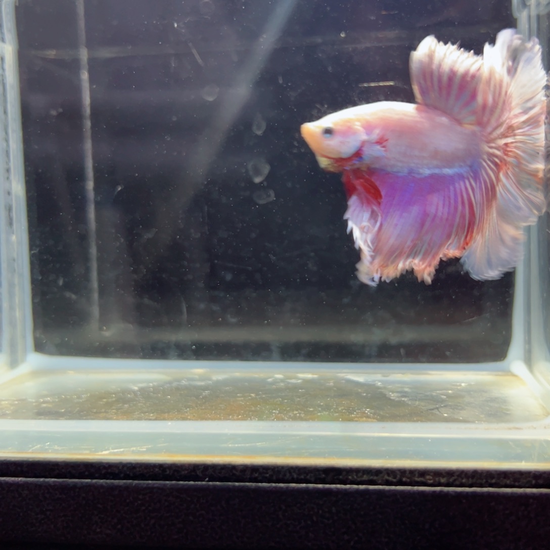 斗鱼浅色特殊尾hhhh