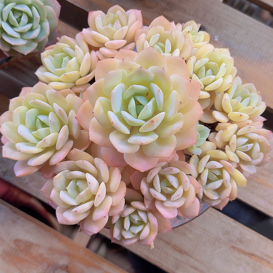 靖***雯恋曲多肉一物一拍