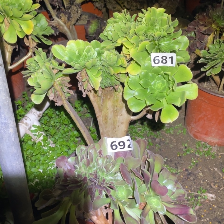 681号，692号2颗缀化