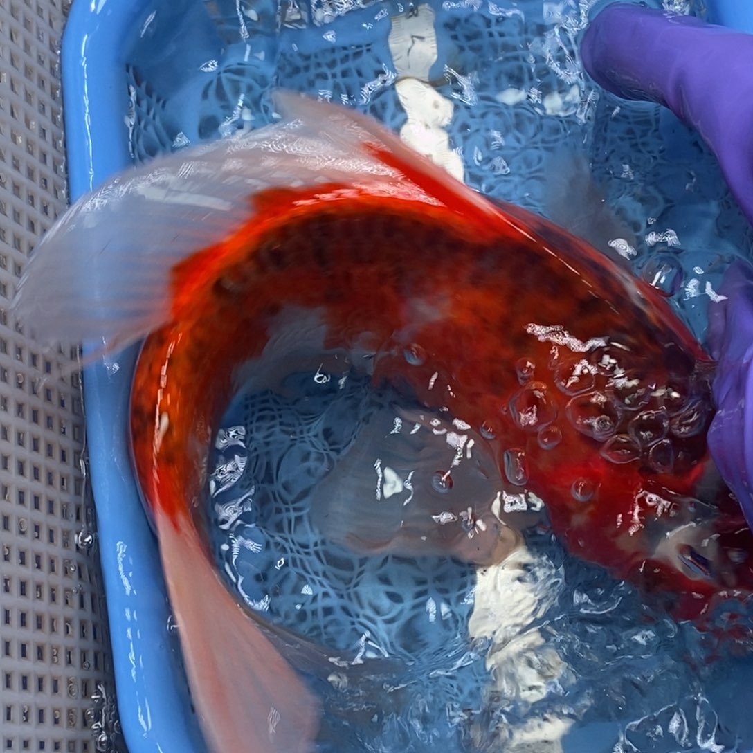 锦鲤冷水锦鲤包邮