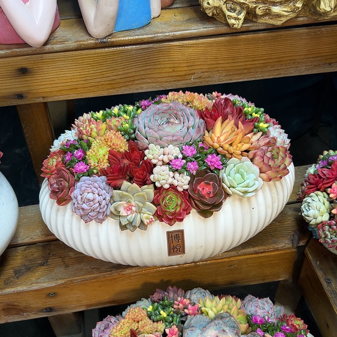 太空舱多肉组合花园组合