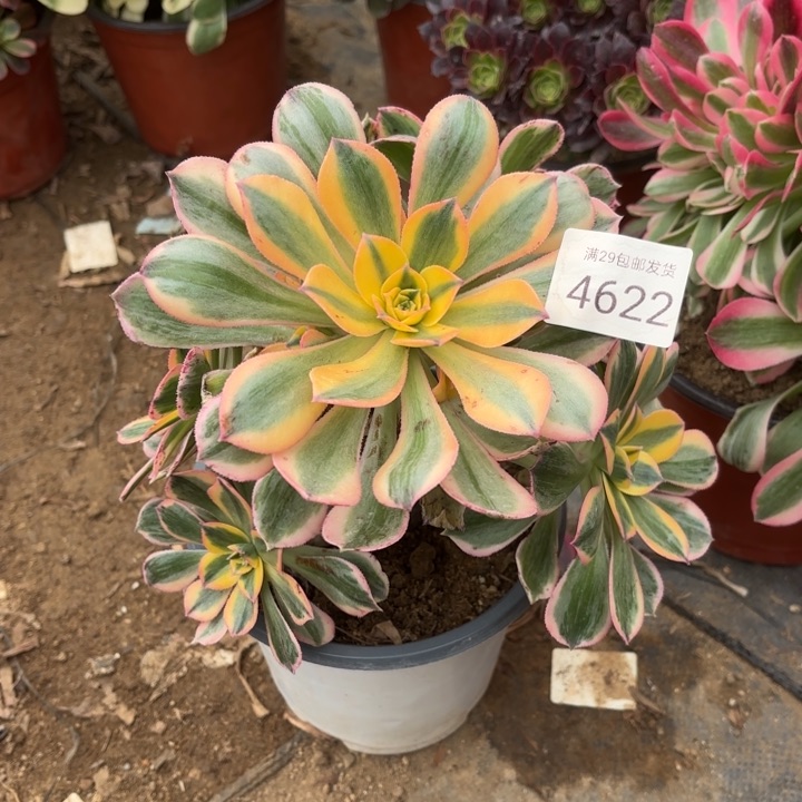 灿烂处氧化黑斑多肉4622