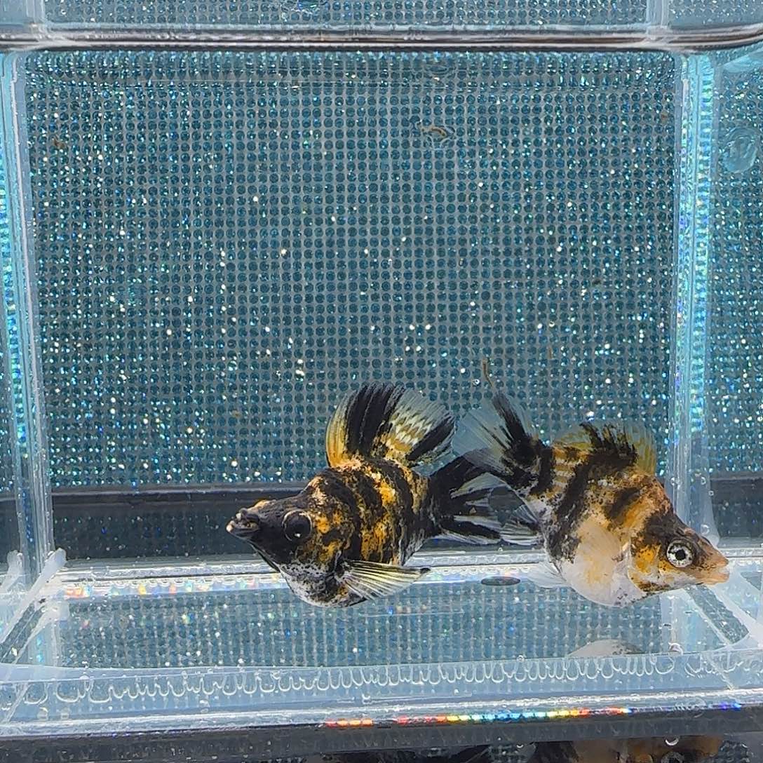 黑玛丽鱼小老虎玛丽