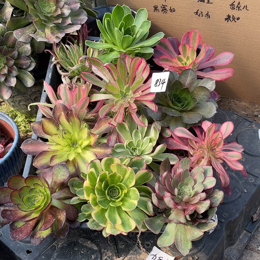 834法师植物组合