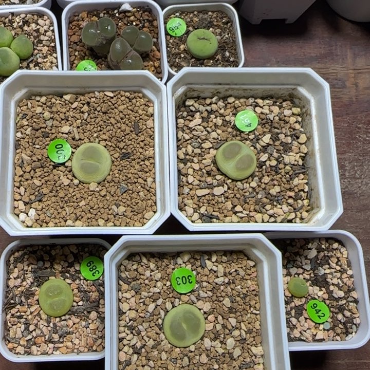 土***·专拍漂亮多肉植物303