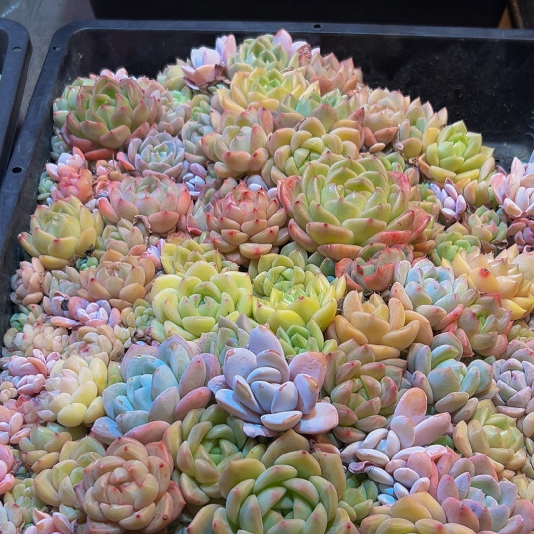 詹***）408多肉葡萄的味道是什么