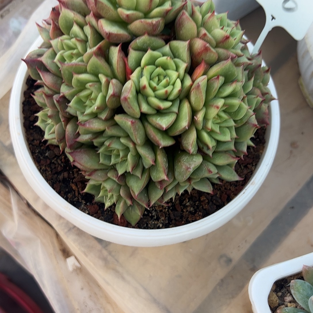 特斯拉群多肉植物