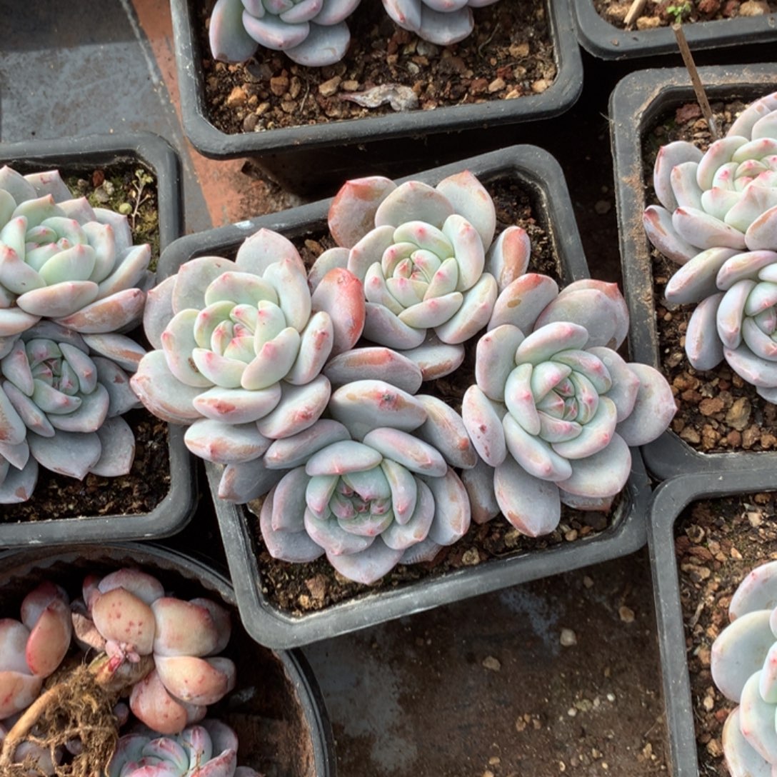 无花朵哈哈哈哈哈哈哈哈15