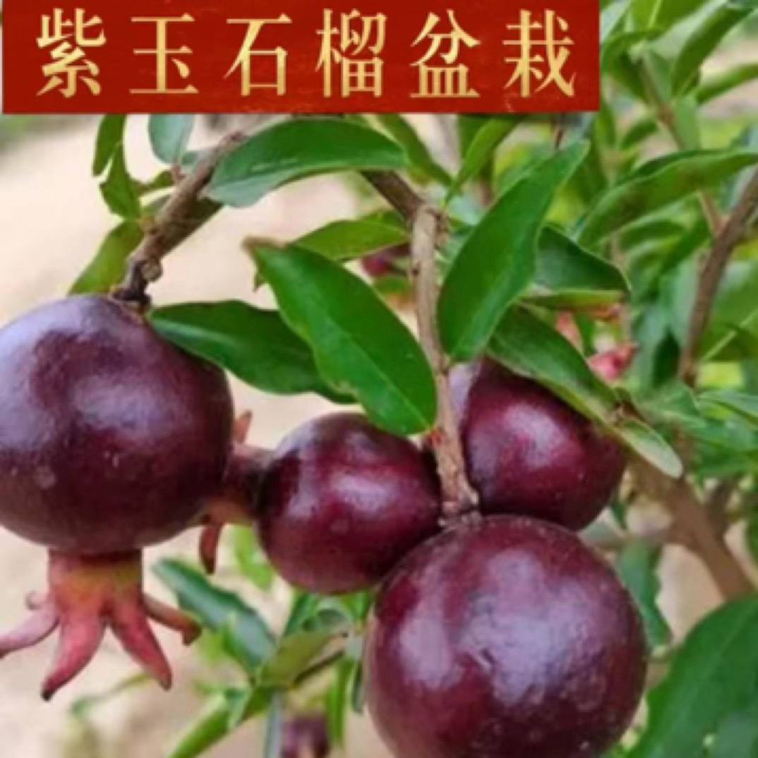 紫玉红樱桃石榴树苗盆栽地栽庭院阳台盆景植物当年结果精品