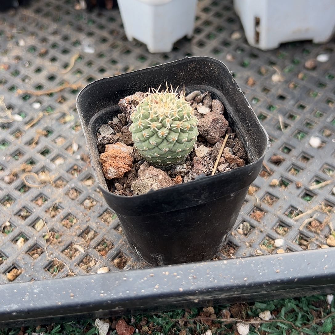 菊水，一物一拍，带盆