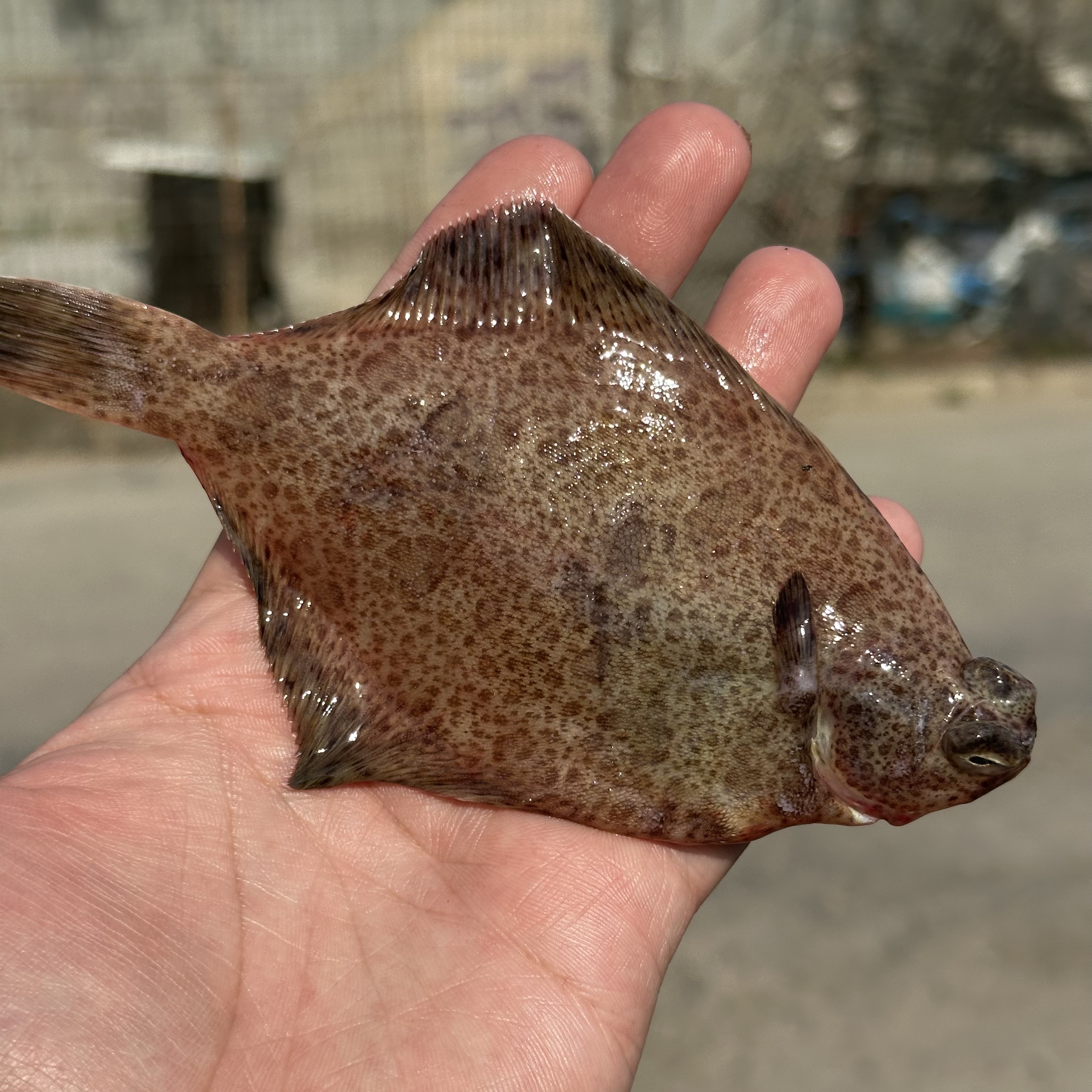 【鼓眼鱼 眼睛片 】a沙子口野生小船鼓眼鱼  肉嫩 好吃 顺丰发货