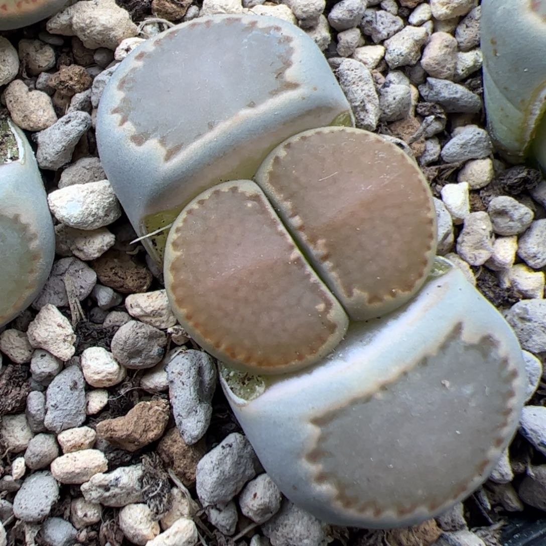 0380号大关 多肉植物