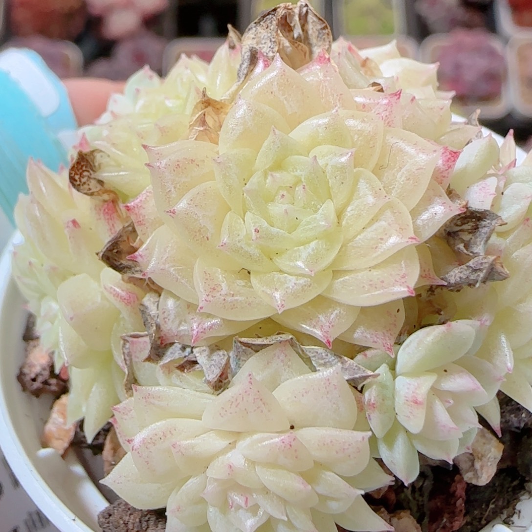 花语多肉1205-187散