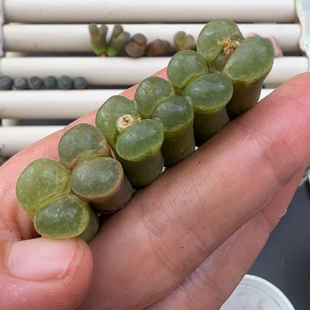 12.26好看的多肉脱土发货827