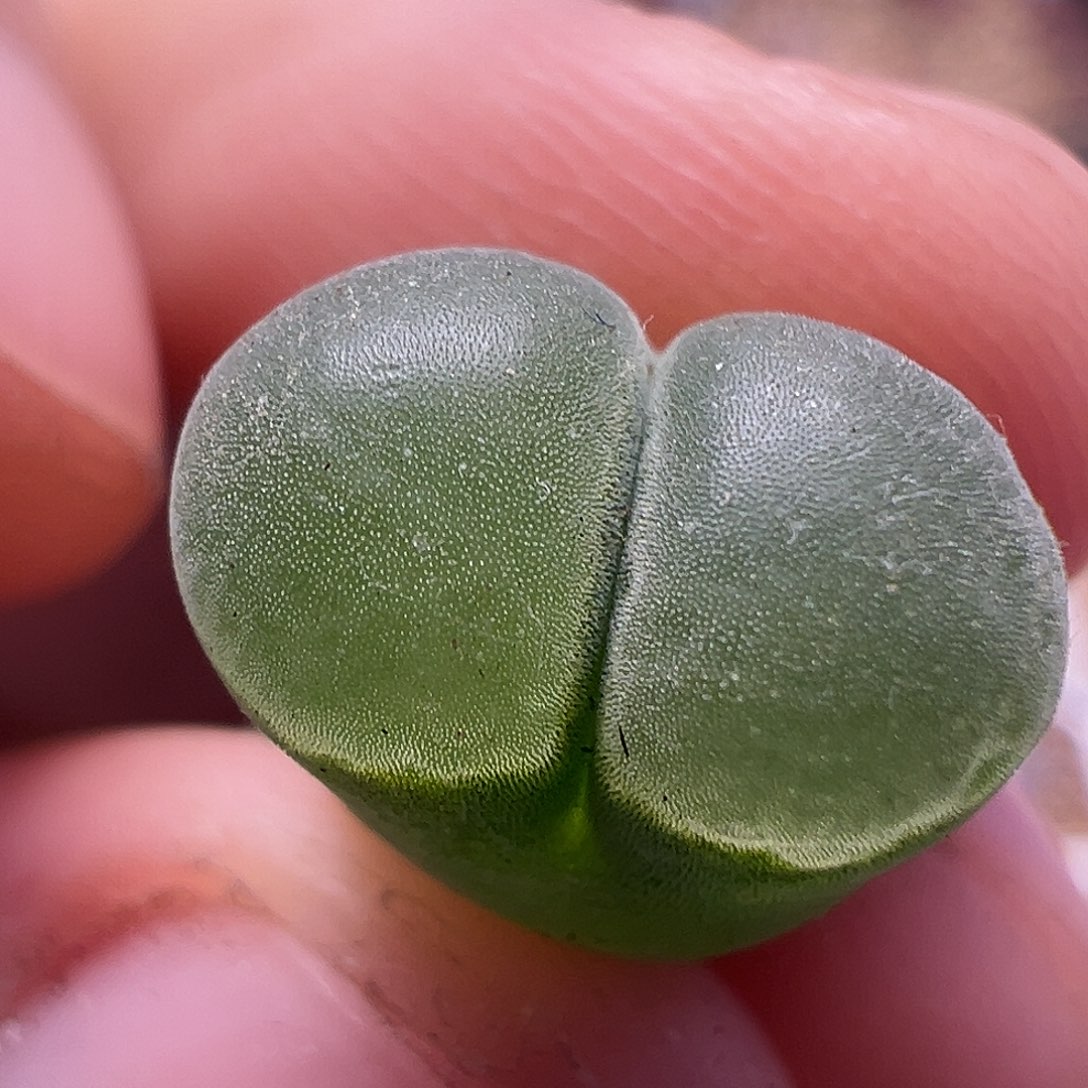 y400极窗风铃母本一物一拍