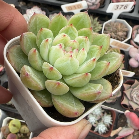 274雪花珍妮多肉植物多