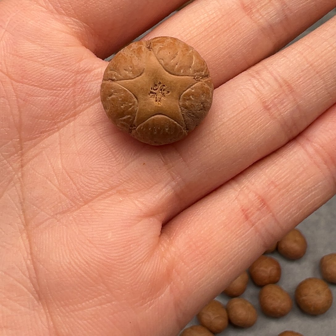 凤眼菩提吊坠五星18.5