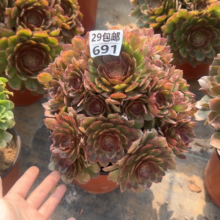 红丝绒……多肉植物……