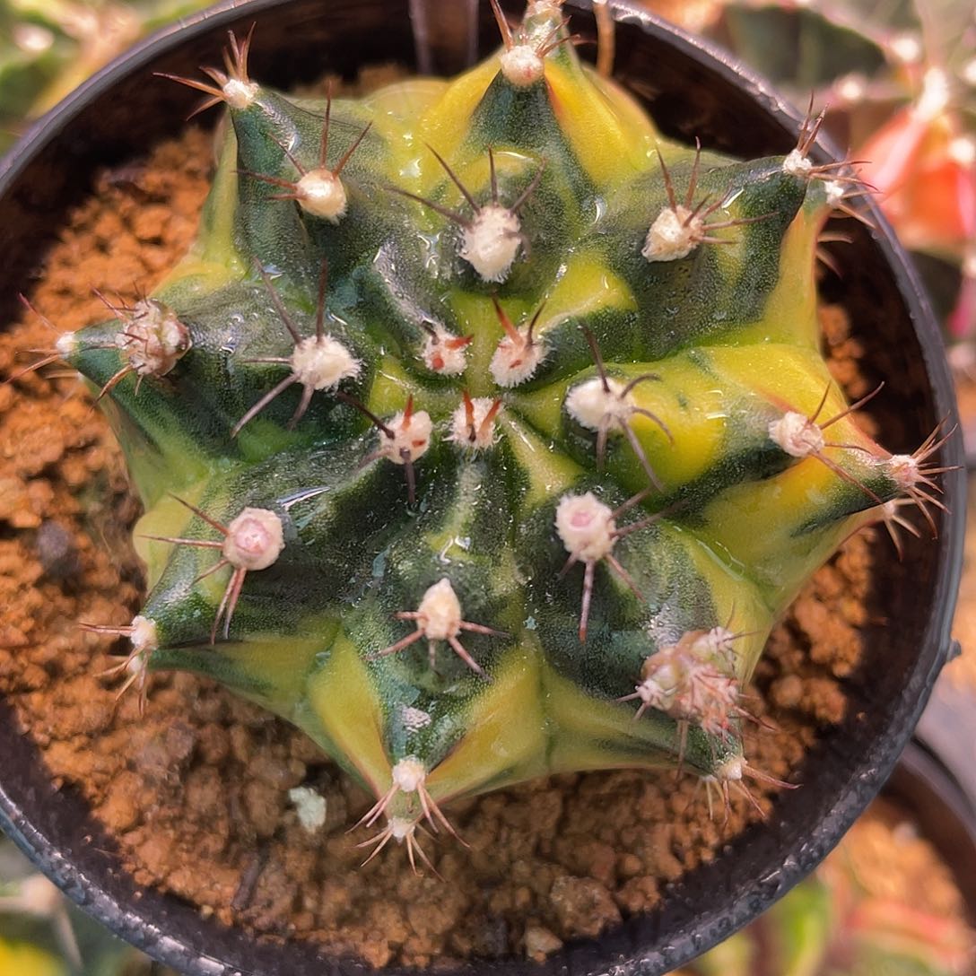 1-243龙色兰酒5.6