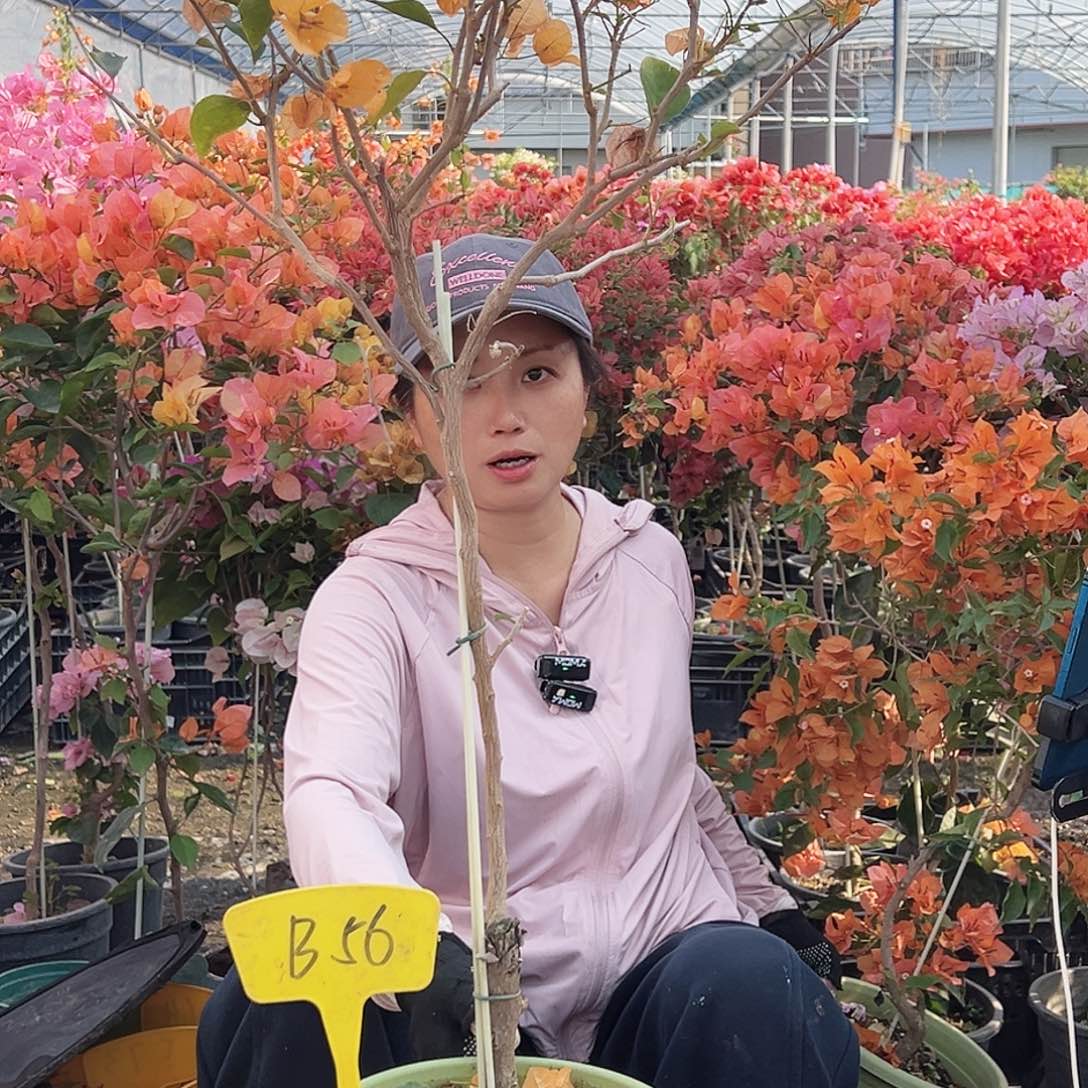 淡***烟大部分花苞少量开放B56金色光辉