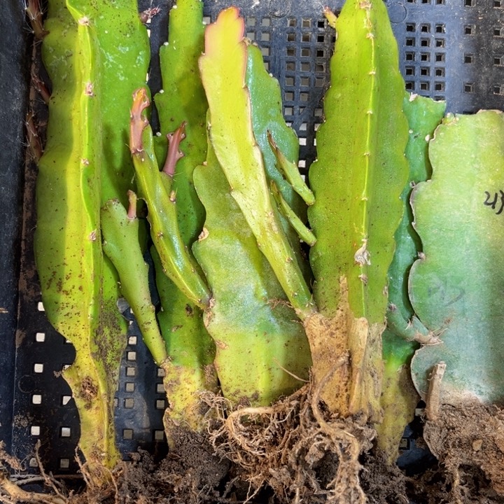 当前无花栽培后可以开花920