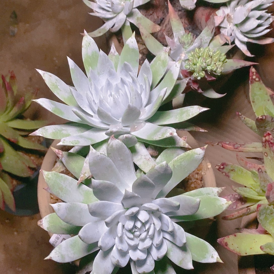 【闪购商品】雪山多肉2242