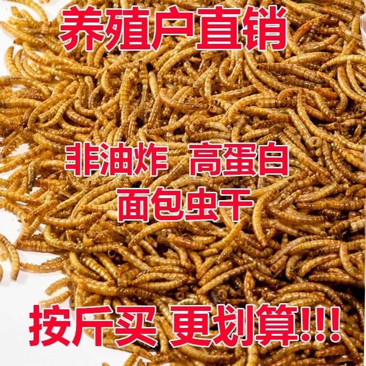 面包虫干鹦鹉龙鱼乌龟小鸟等宠物饲料虫