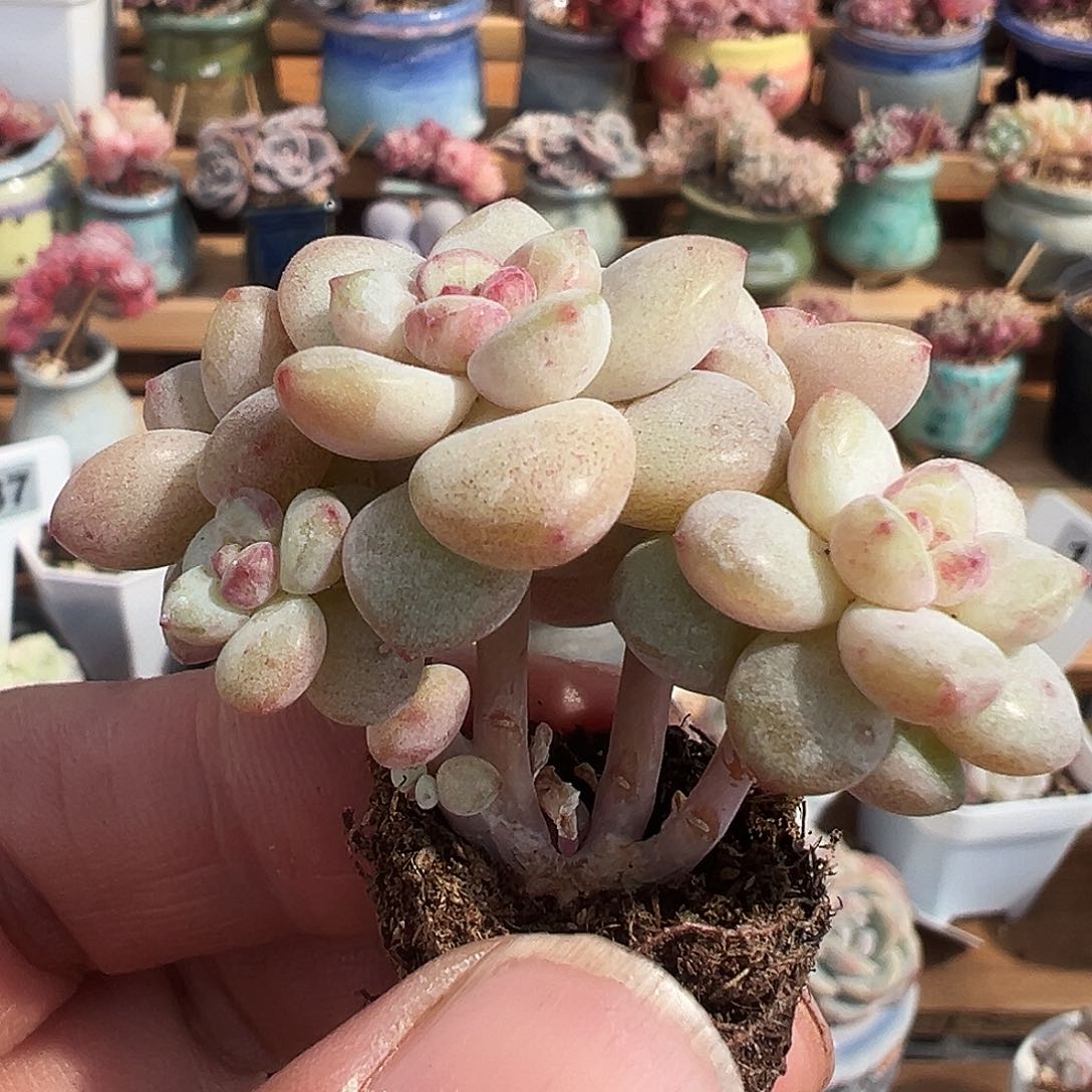 多肉群生小树阳光玫瑰1224