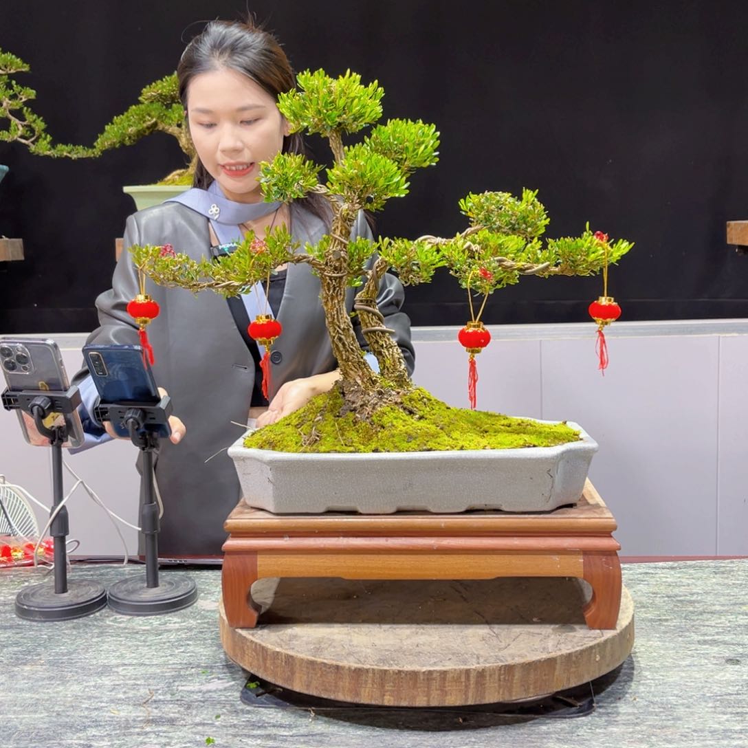 四季常青老桩黄杨盆景