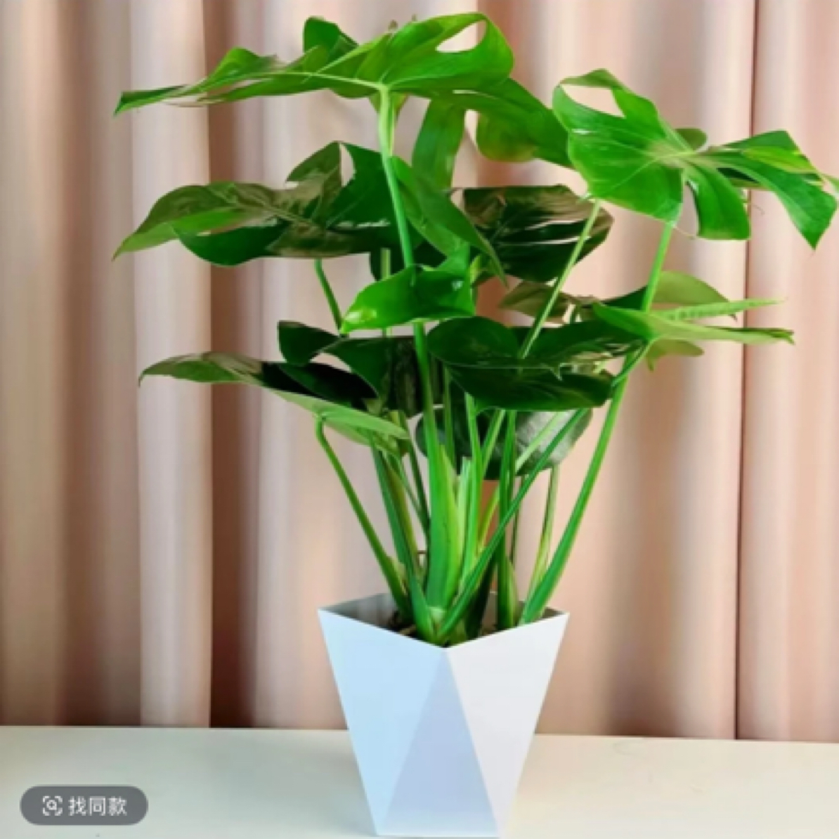 开背龟背竹水培室内客厅绿植盆栽四季好养办公室桌面水养植物花卉