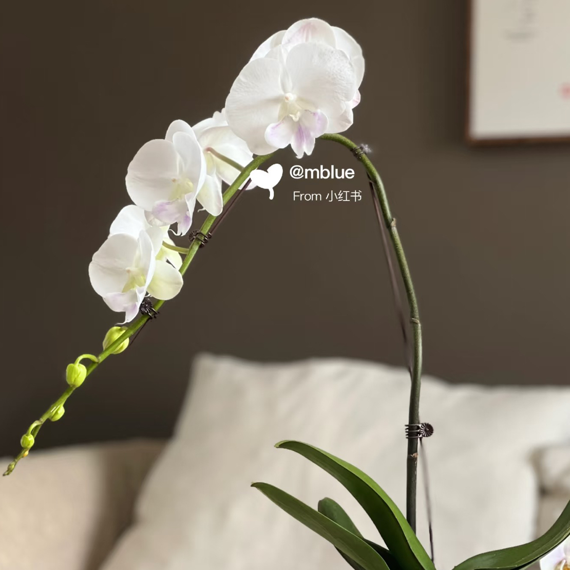 CH2000白富美蝴蝶兰3.5成熟苗不带花带花剑