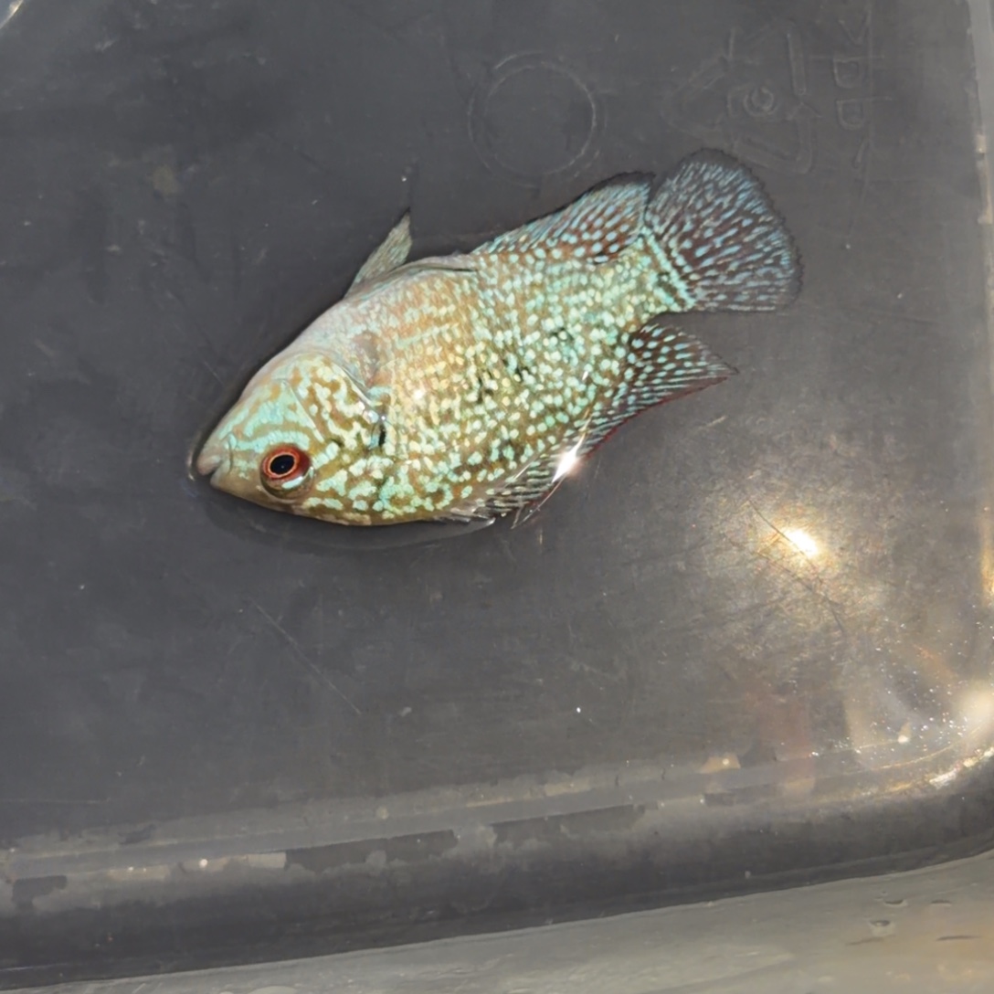 罗汉鱼马来西亚花罗汉鱼