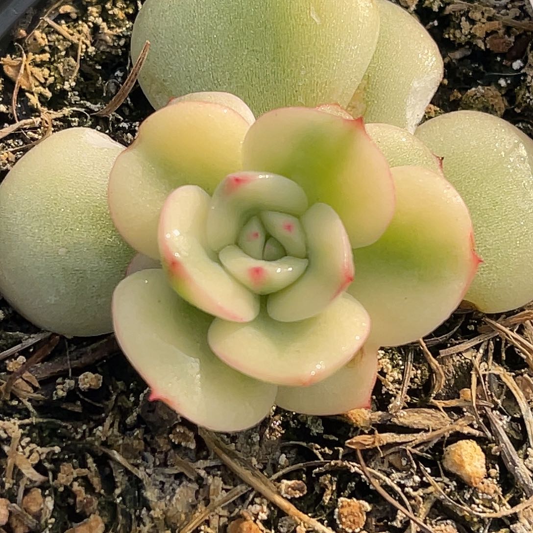 尚品园艺开播福利锦底座8383