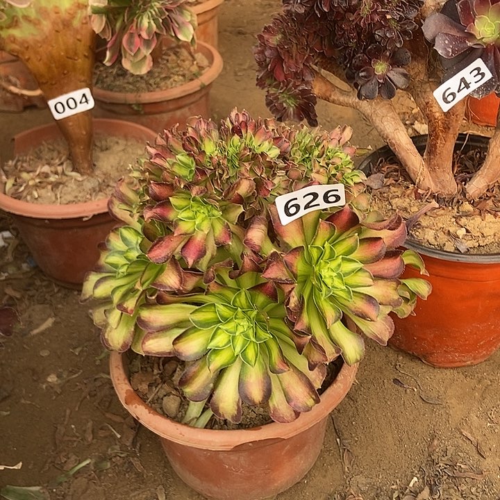 626韶华老庄缀化特价