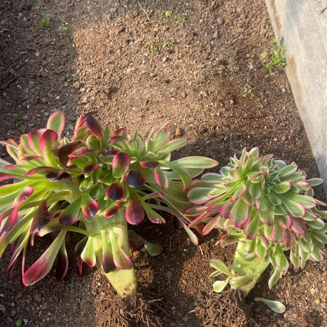 倾城美杜莎缀多肉植物