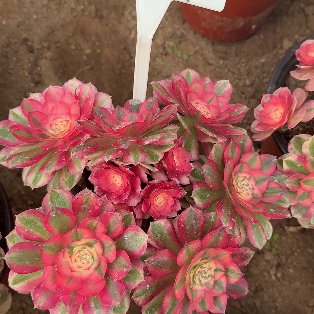 4124倾城多肉法师多肉