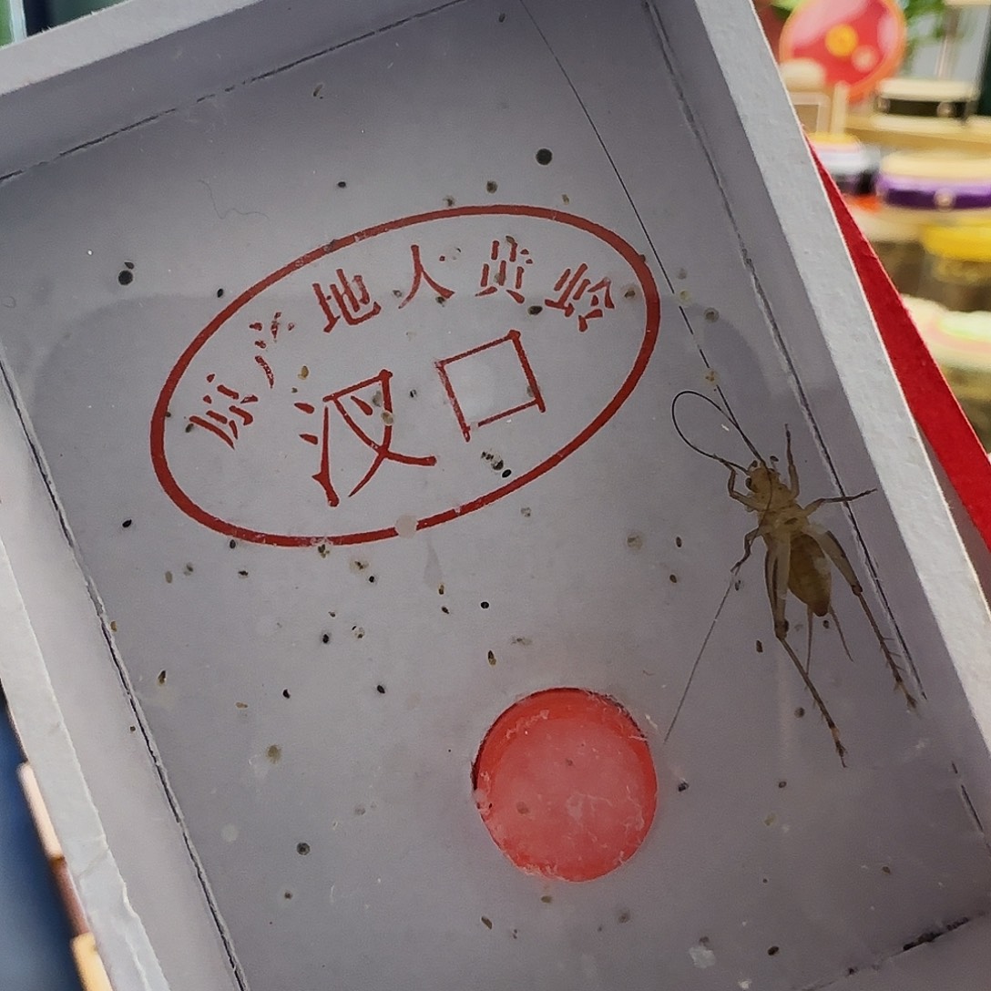 汊口黄蛉1只66666666