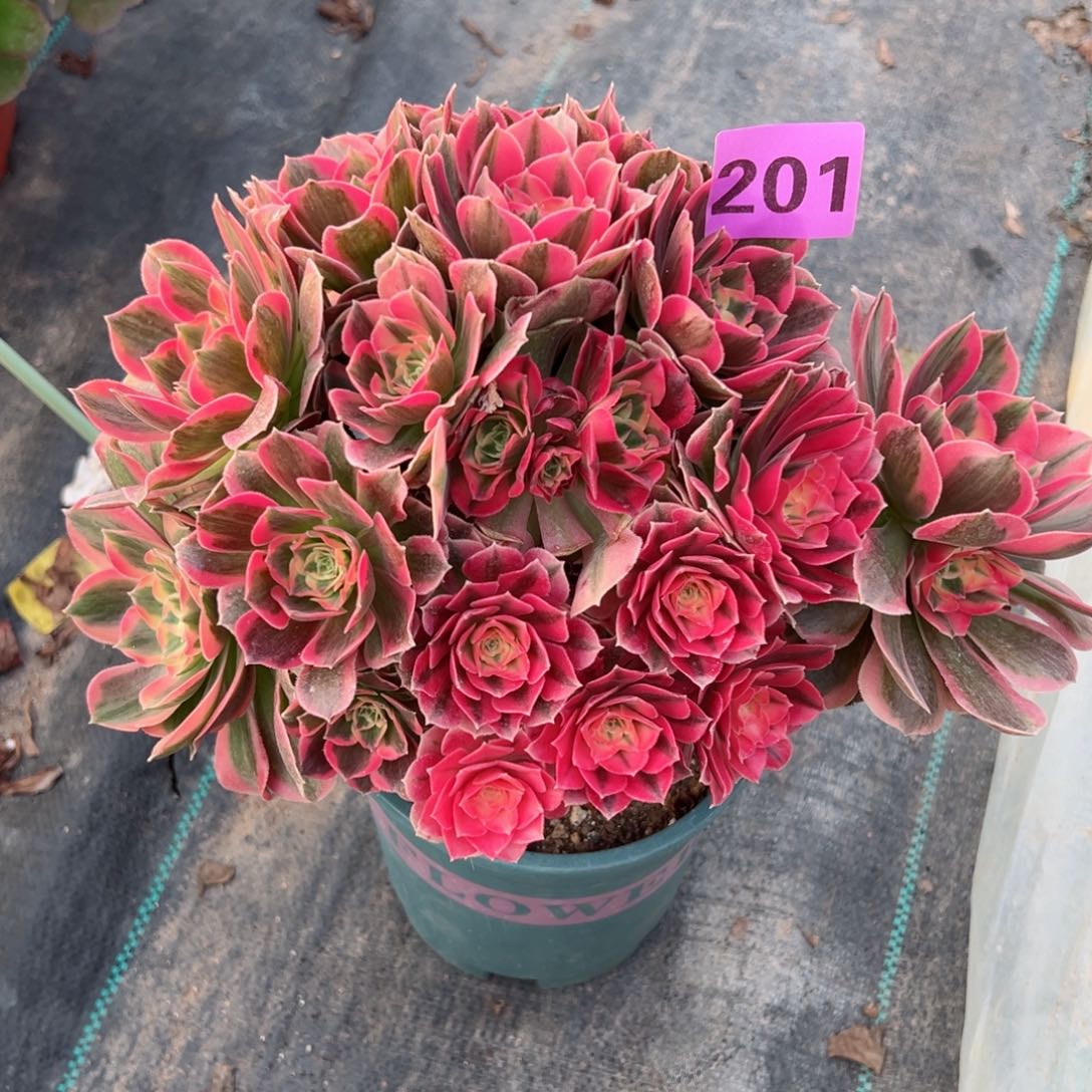 201粉女郎法师多肉植物