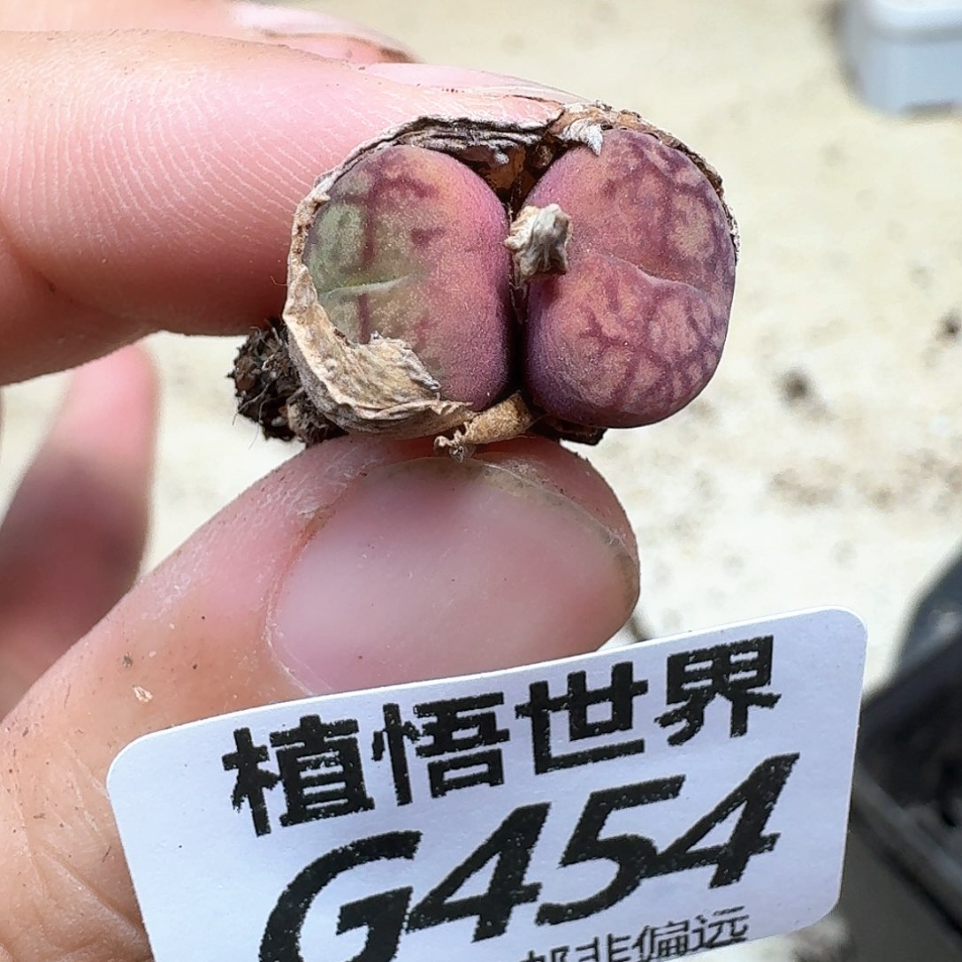多肉植物的润泽额fg