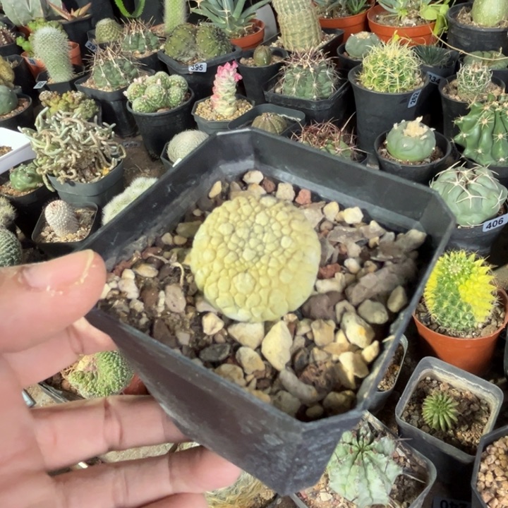 仙人球一物一拍实生