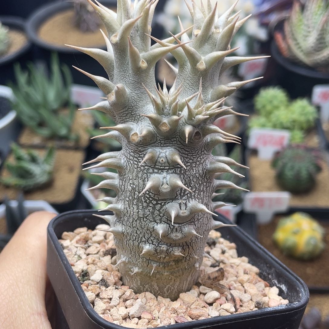  实生巨型惠比大黑仙人球多肉