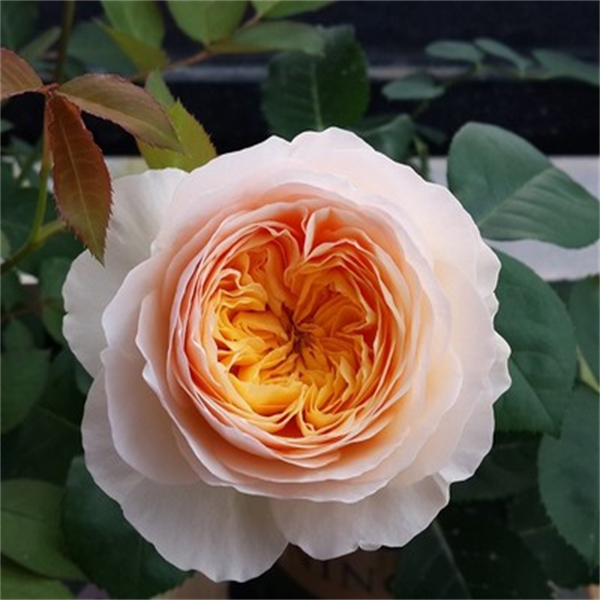 【3颗包邮5送一】切花类月季