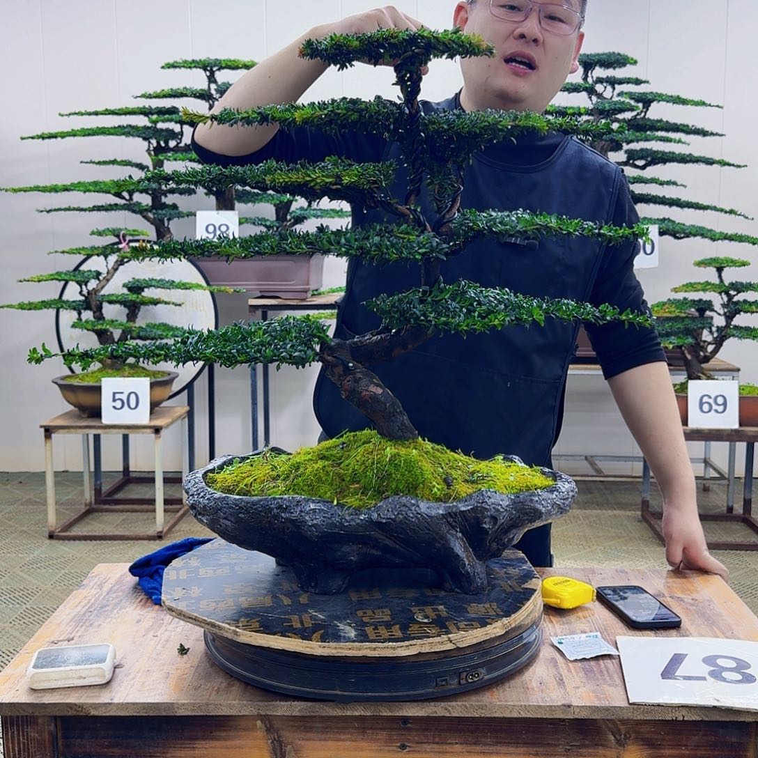 无花朵珍珠红芽罗汉松造型盆景